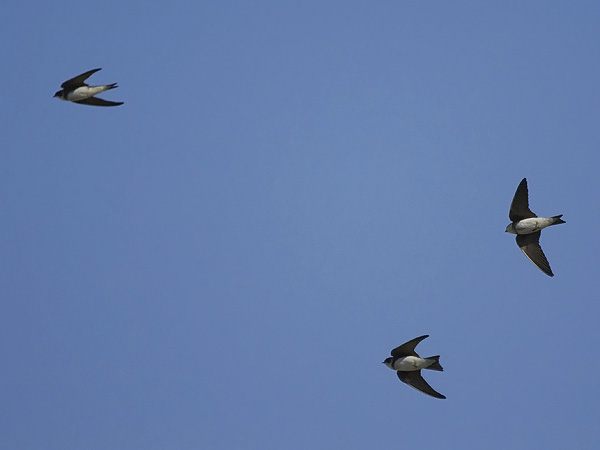 Törmäpääsky, Sand Martin, Riparia riparia